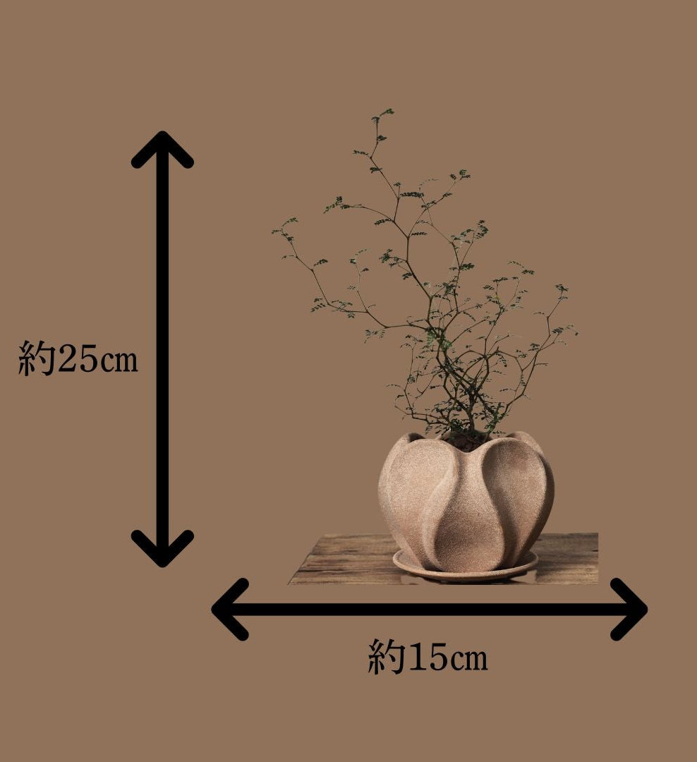 ソフォラ植え込み