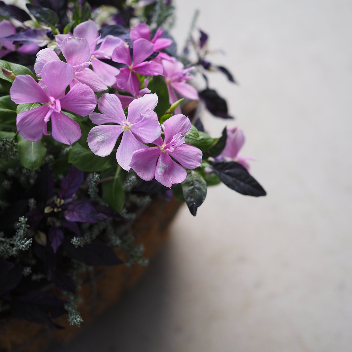 シックなパープルの寄せ植え