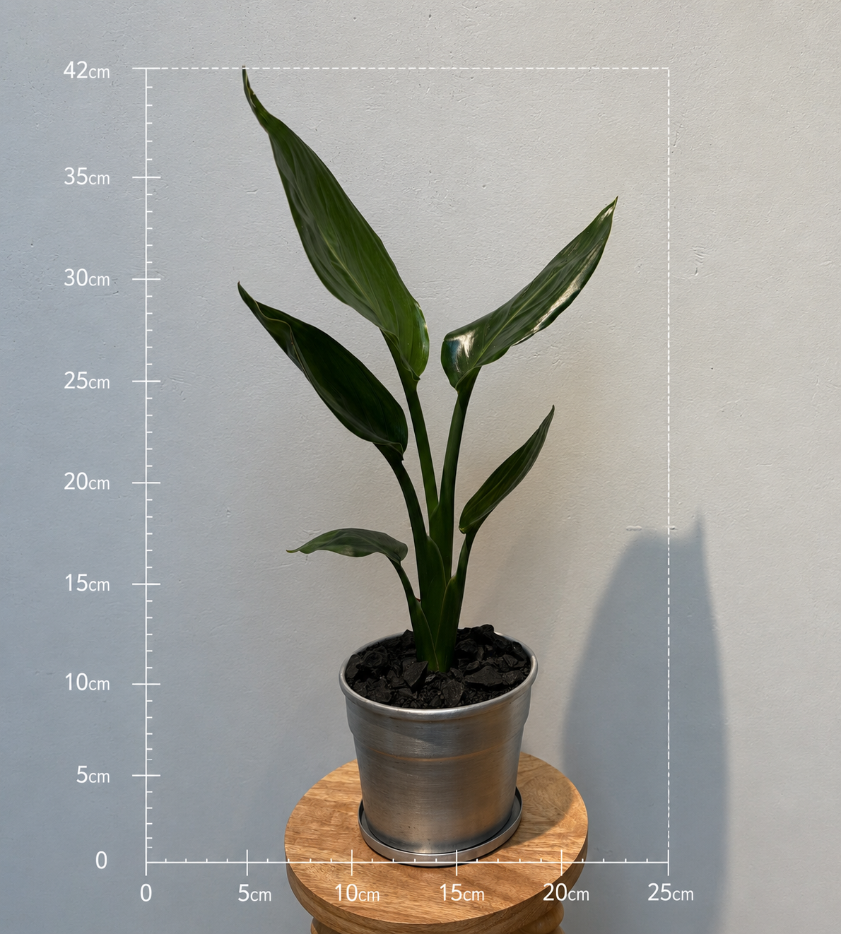 ストレリチア・レギネの鉢植え