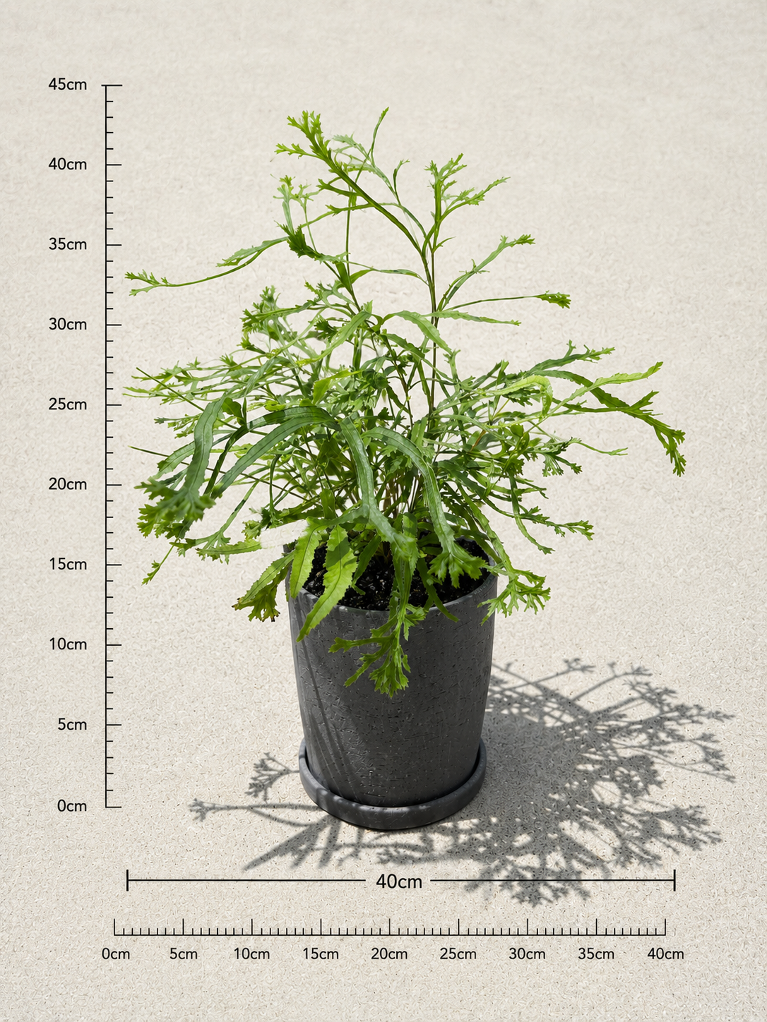 プテリスローゥェリーの鉢植え