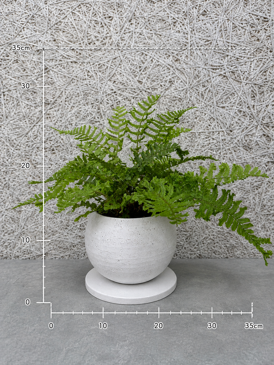 プテリス鉢植え