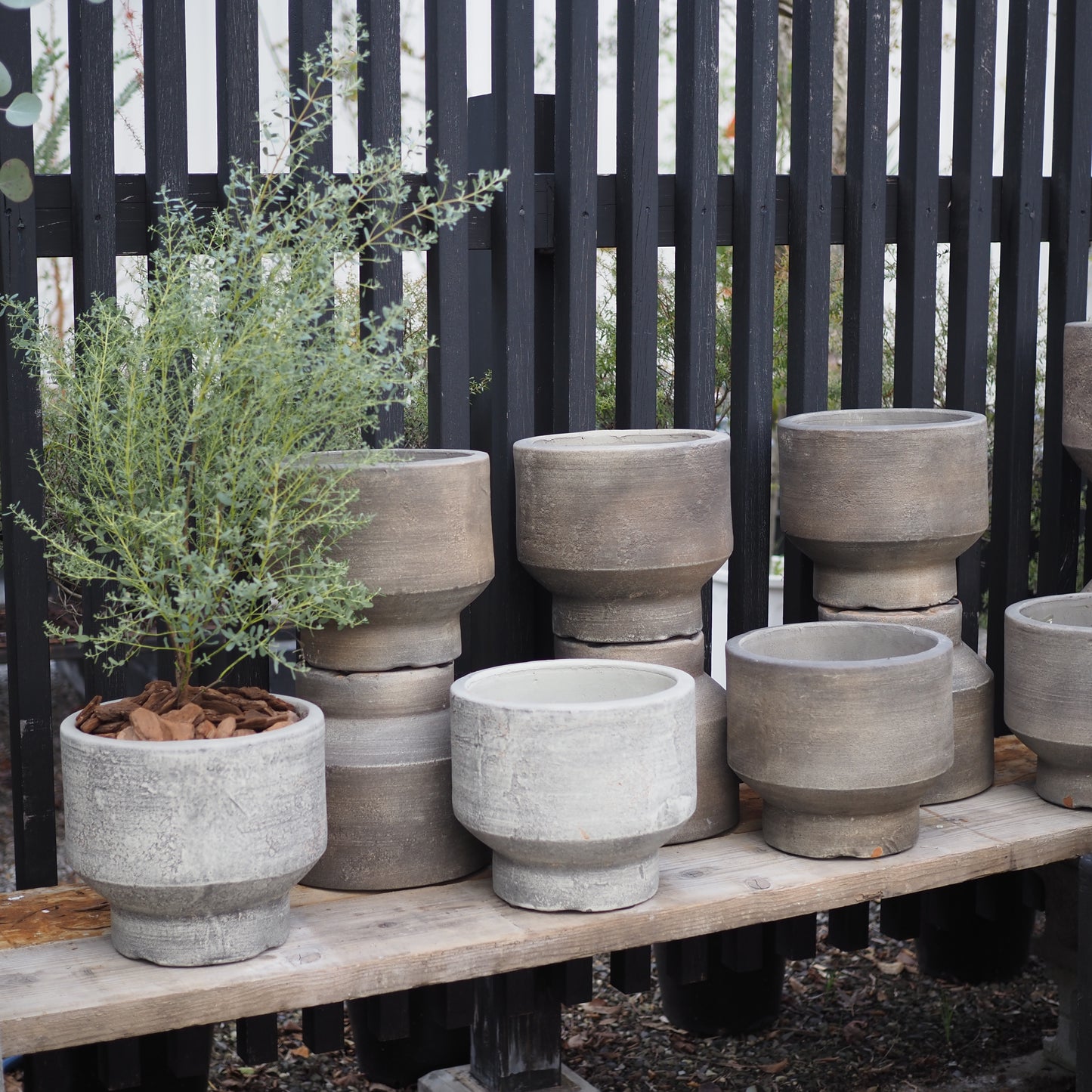 ユーカリフランスブルーM.5014