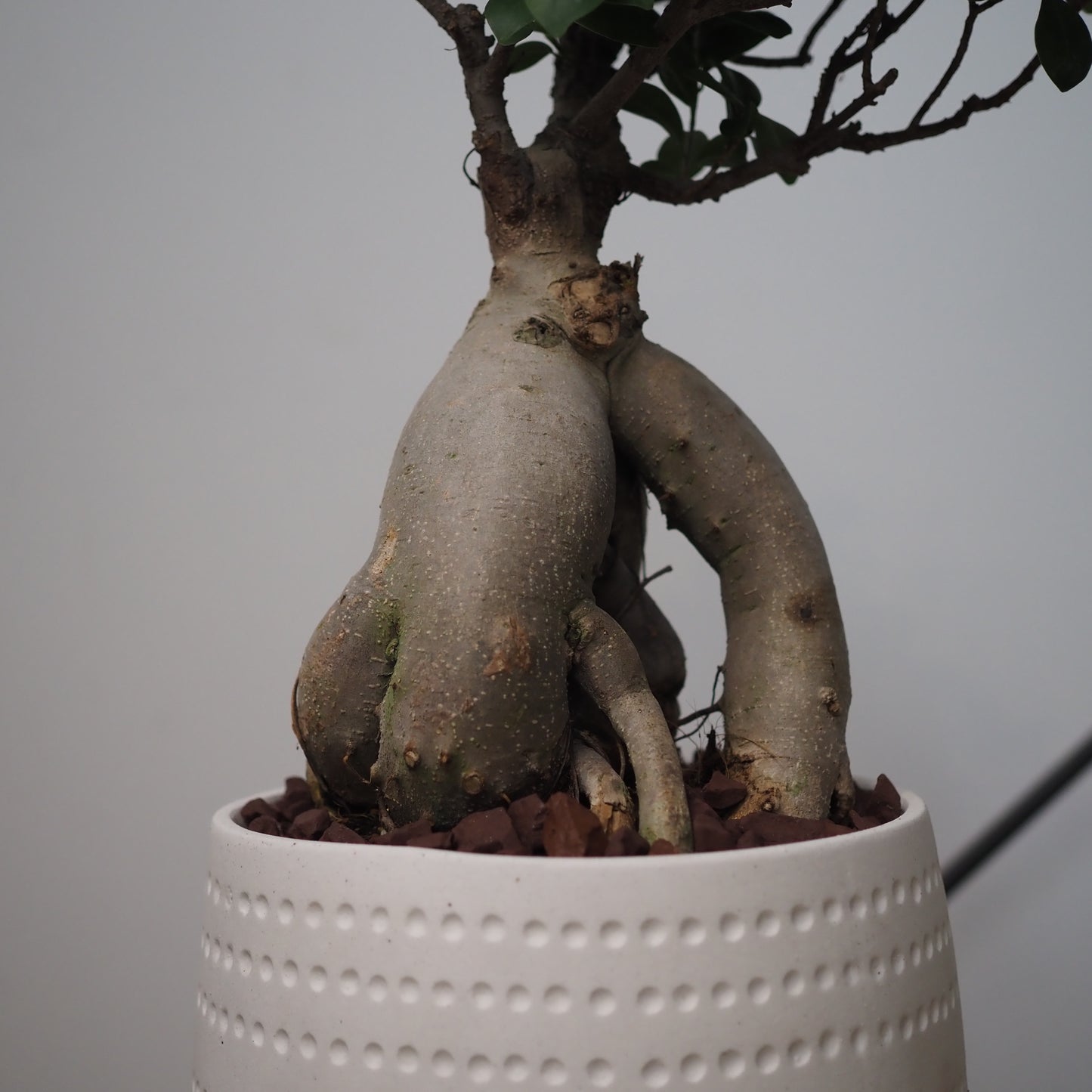 ガジュマル鉢植え①M.5014