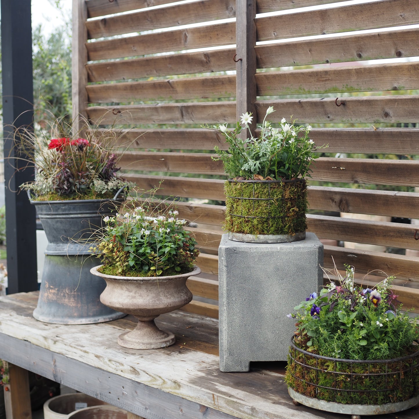 ビオラの小さなフォレストガーデンI.31289