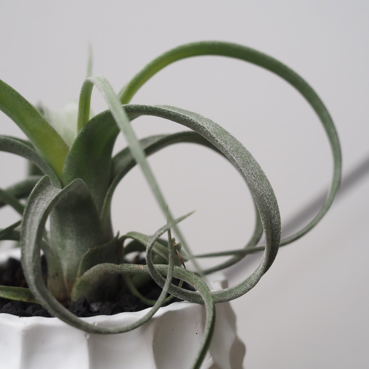 ヘンポットカーリーグリーンU,5083