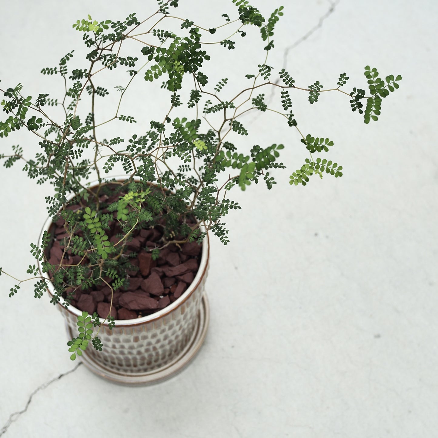 ソフォラの鉢植えM,4821