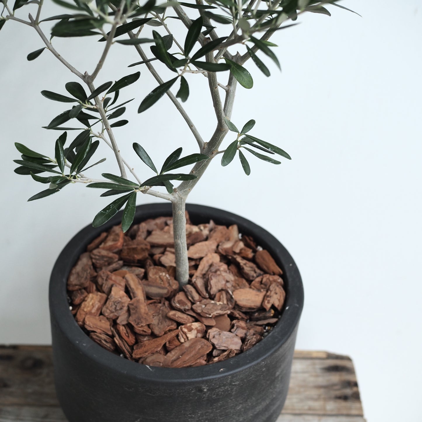 オリーブの鉢植えM,5008