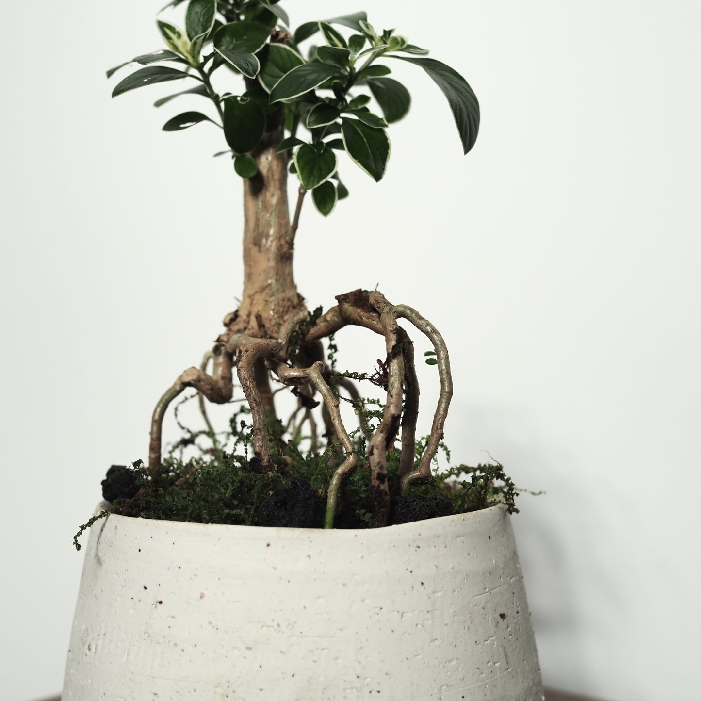 コチョウギ盆栽