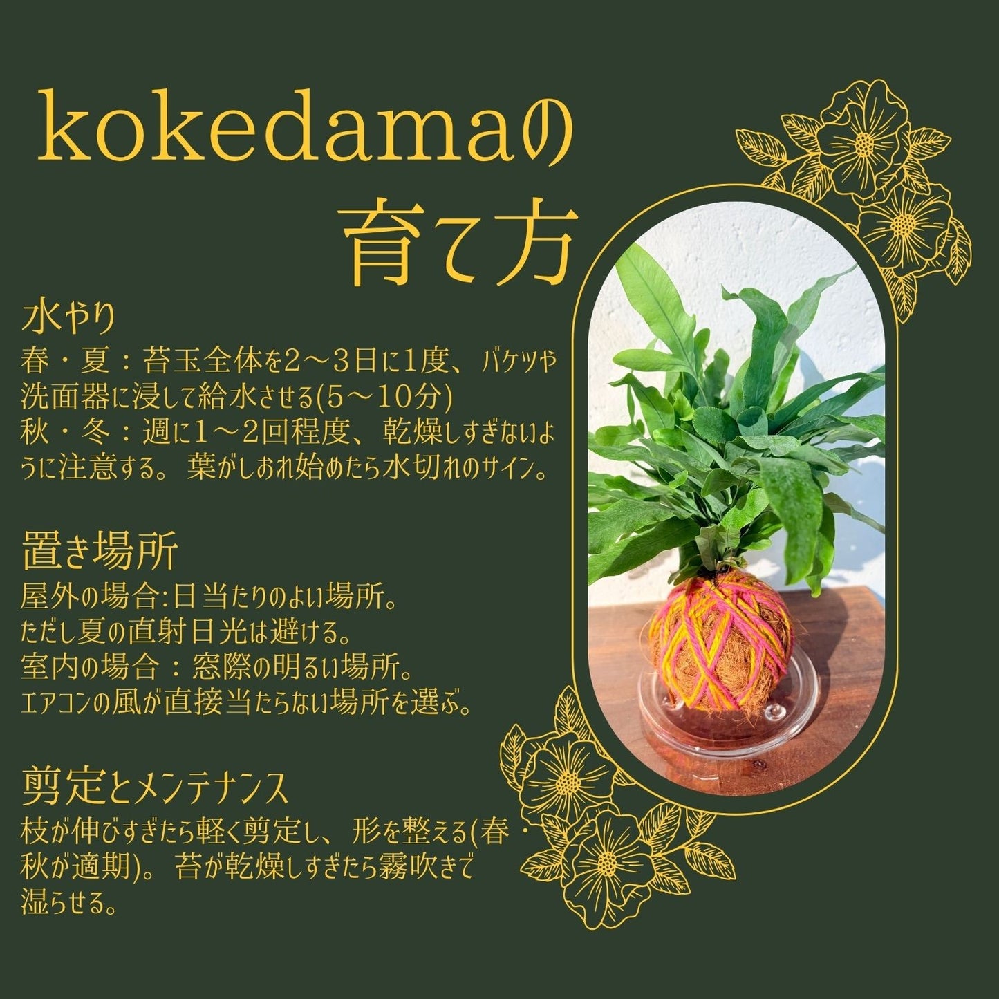 ペペロミア・サンデルシーKEDAMA