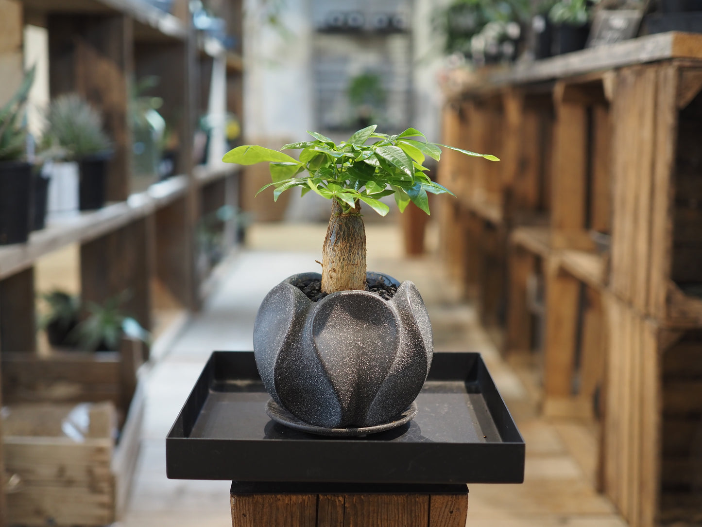 パキラの鉢植え