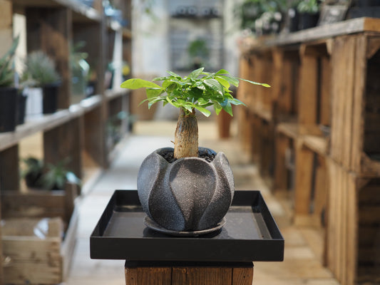 パキラの鉢植え