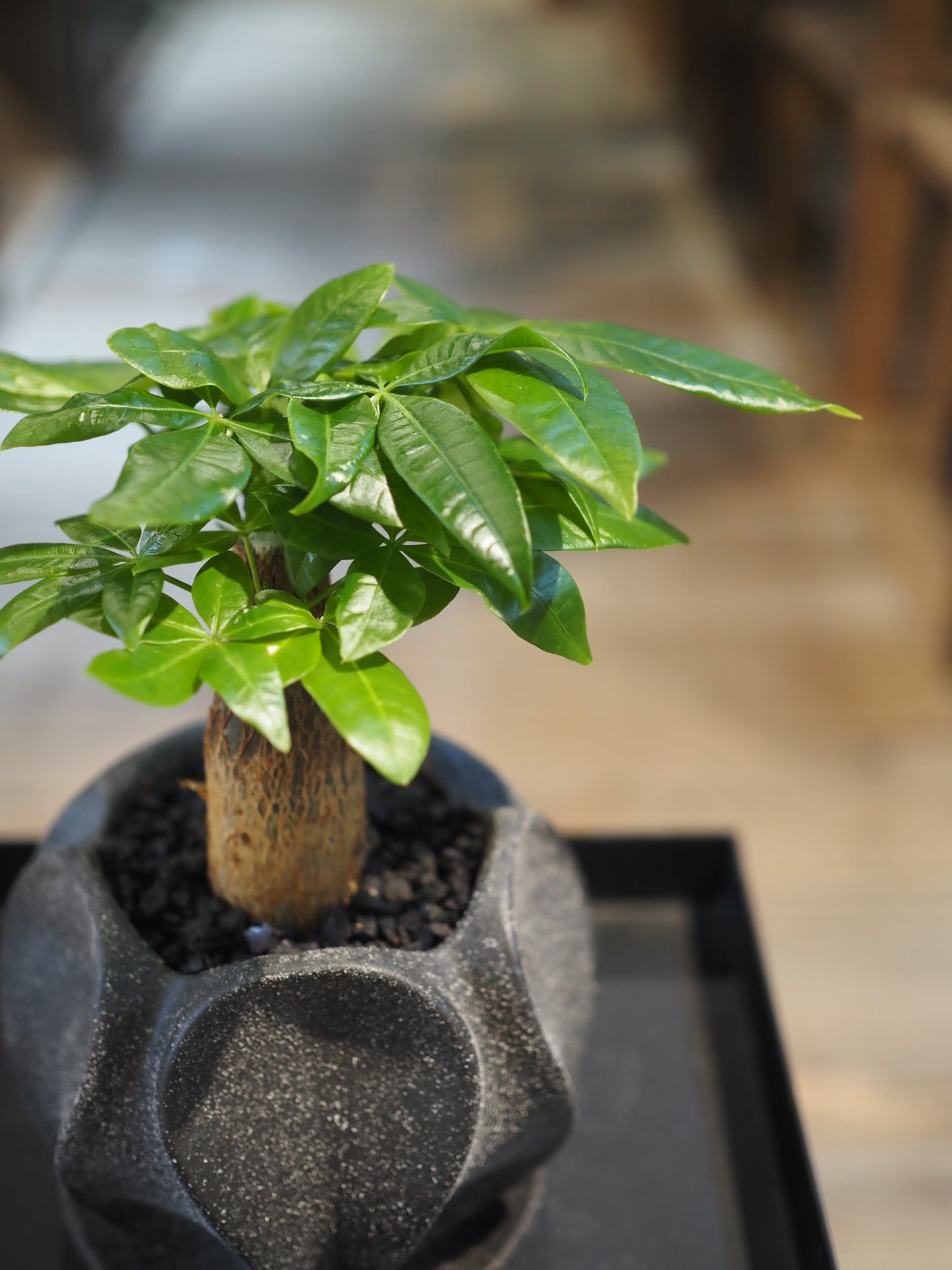 パキラの鉢植え