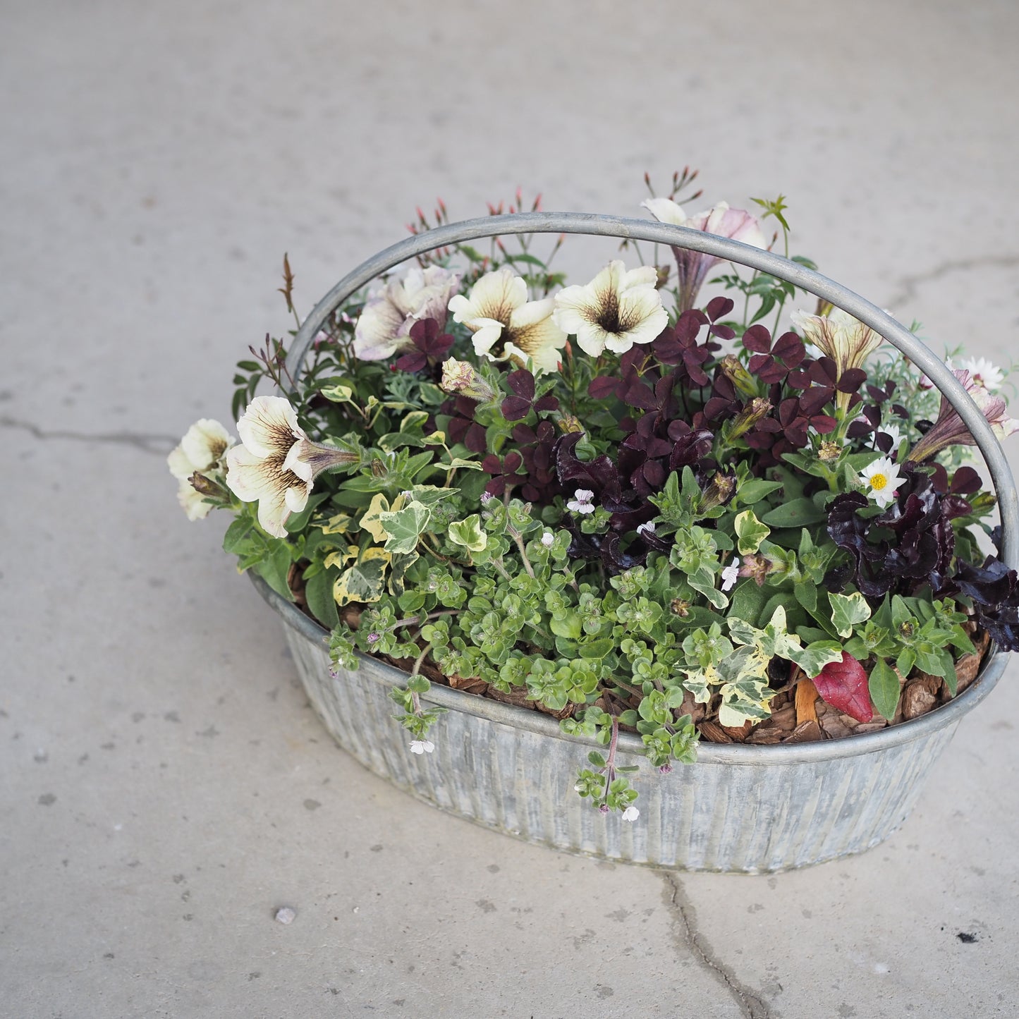 風合いを楽しむアンティーク寄せ植え