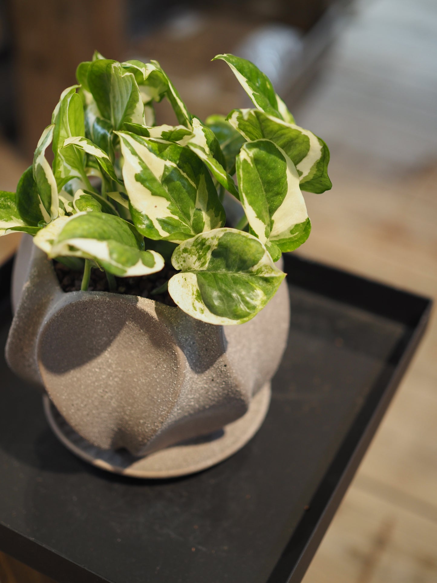 ポトスの鉢植え