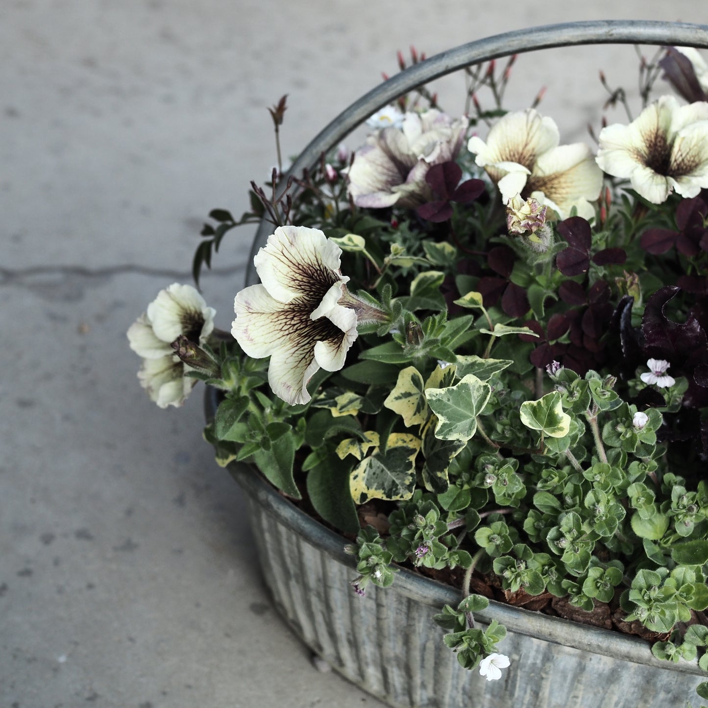風合いを楽しむアンティーク寄せ植え