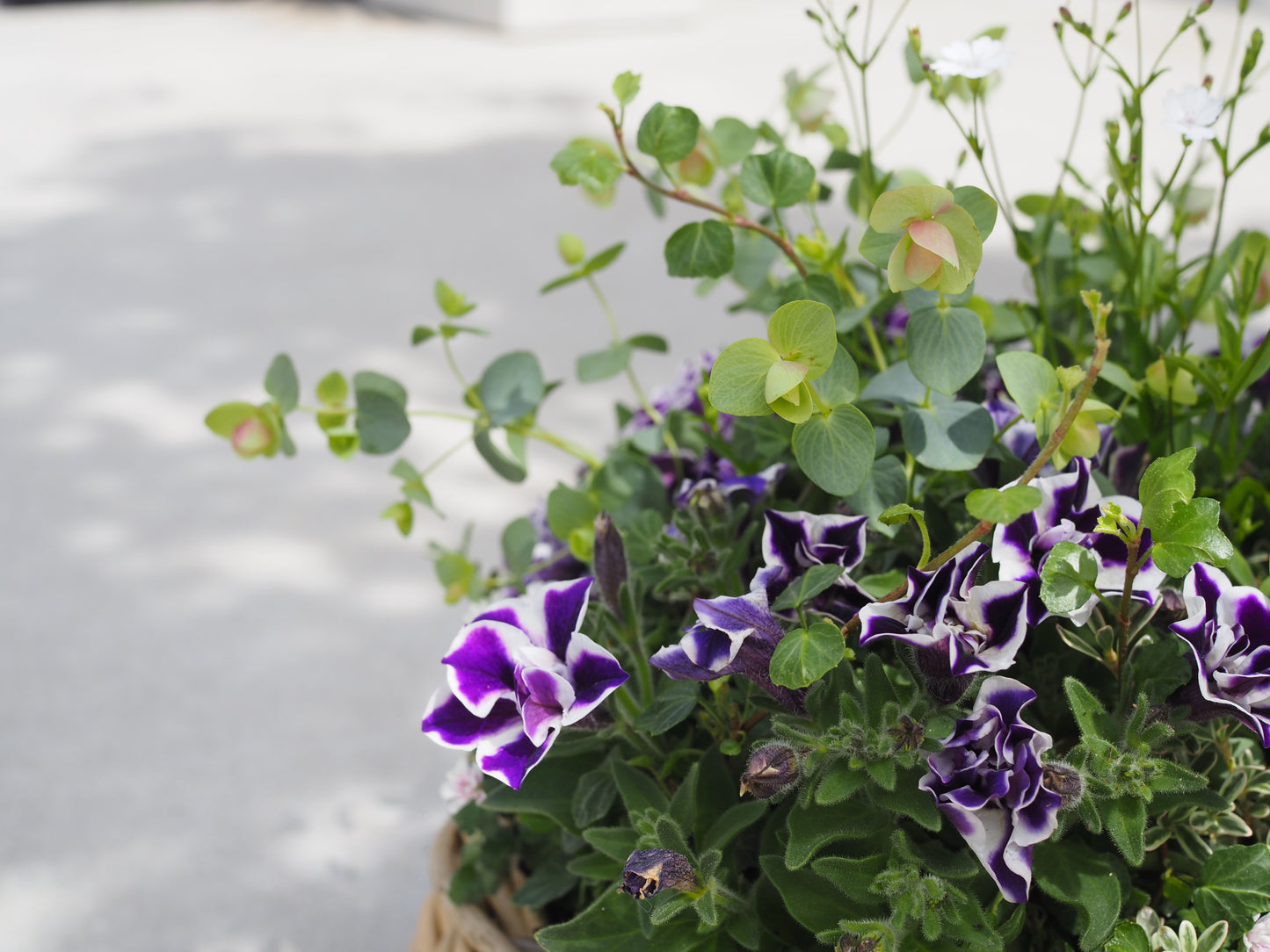 初夏の寄せ植え