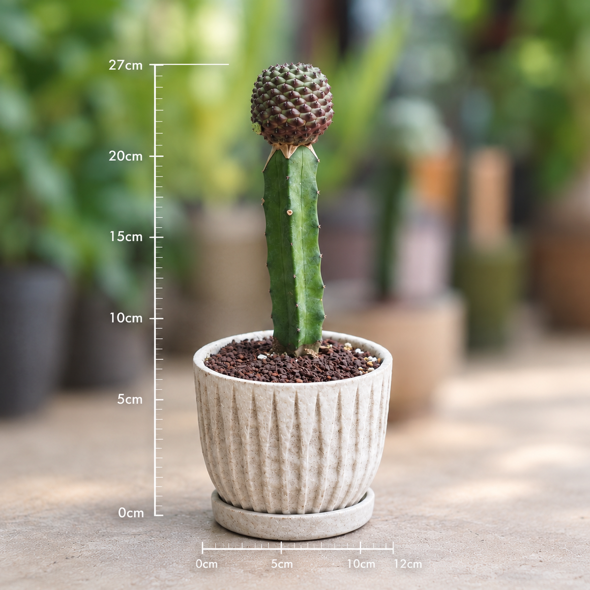 ビザールプランツ鉢植え