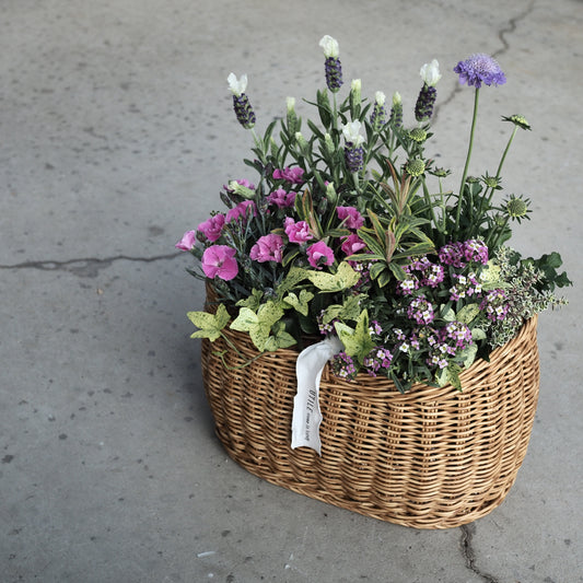 春風に揺れる寄せ植えバスケット