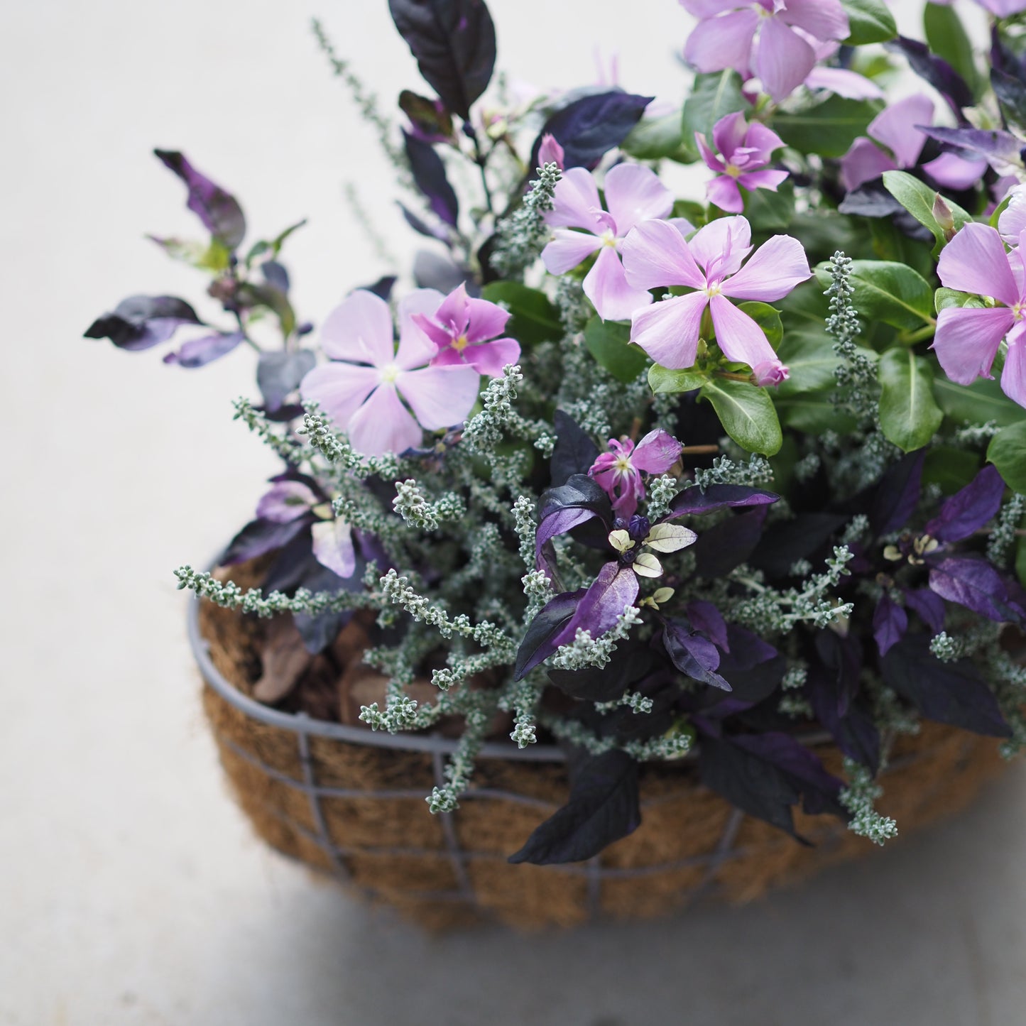 シックなパープルの寄せ植え