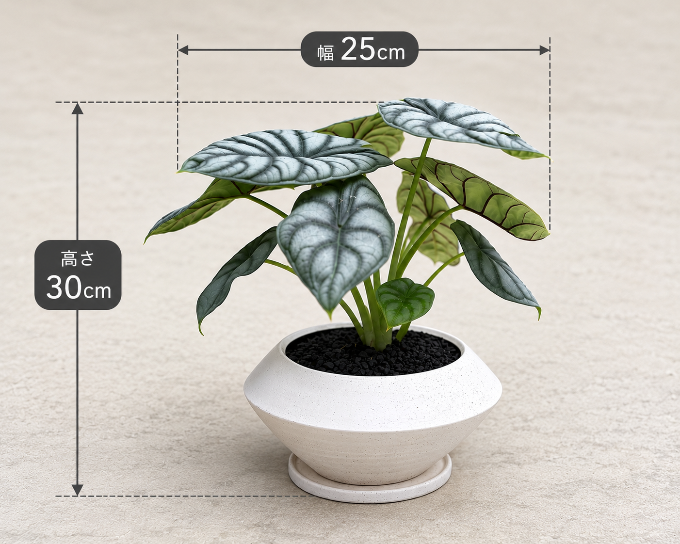 アロカシア・シルバードラゴンの鉢植え
