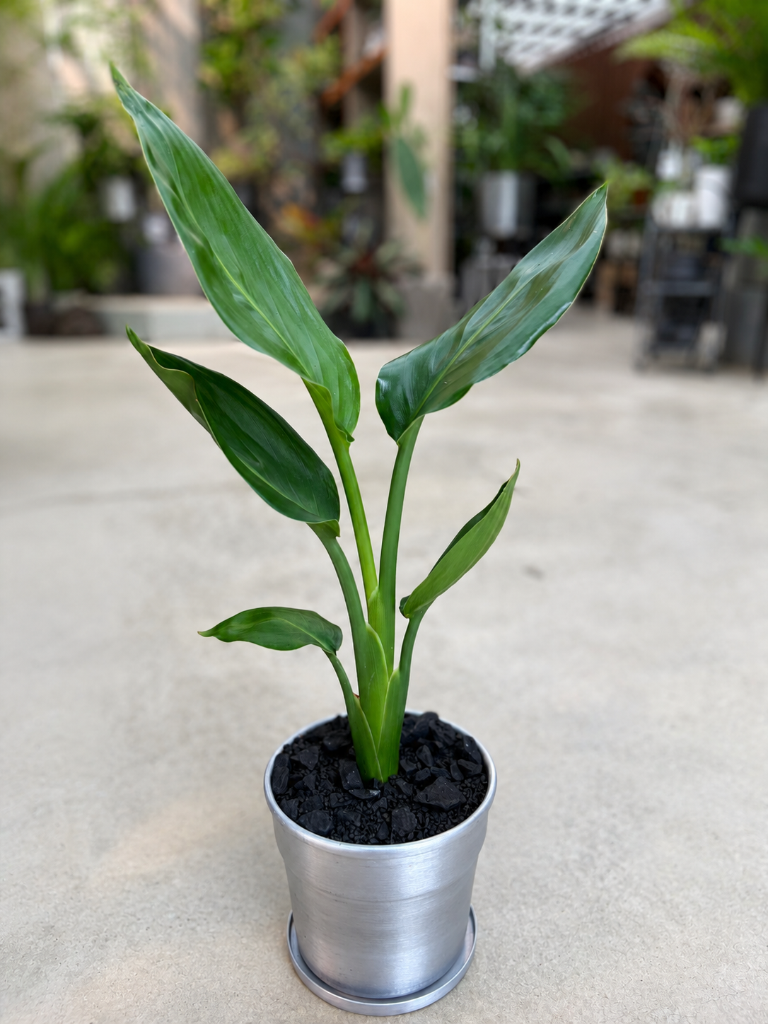 ストレリチア・レギネの鉢植え