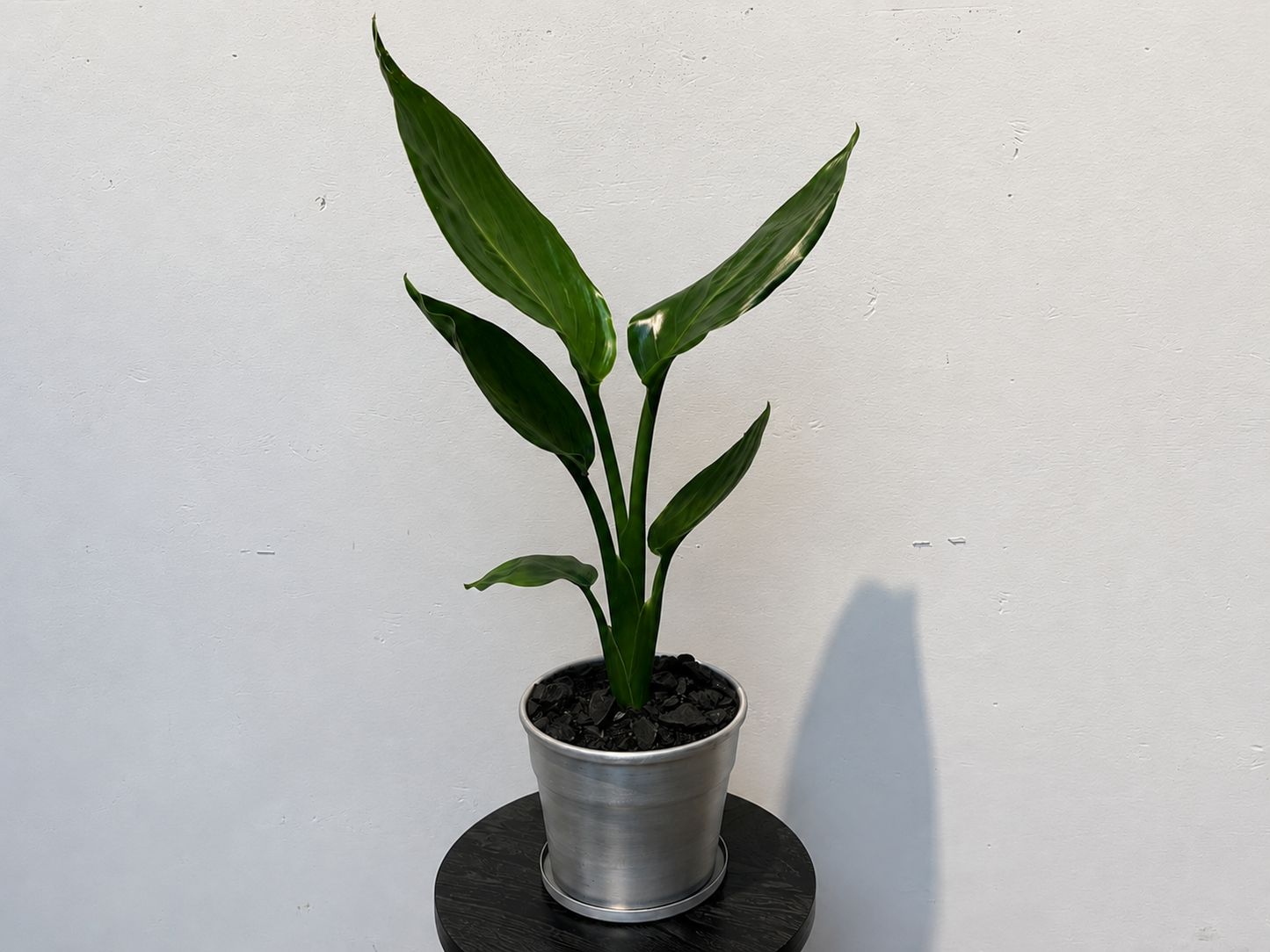 ストレリチア・レギネの鉢植え