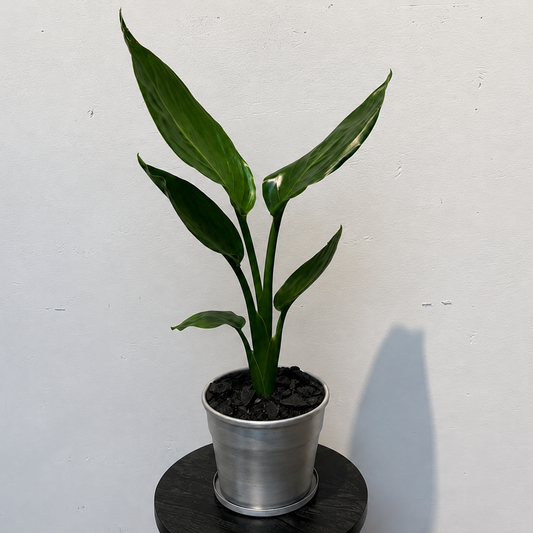 ストレリチア・レギネの鉢植え