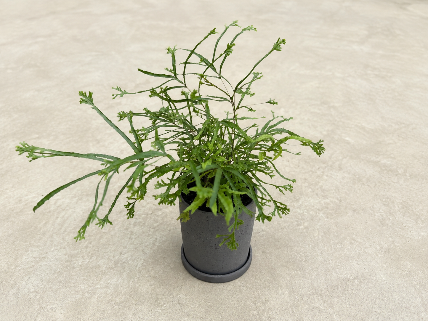 プテリスローゥェリーの鉢植え