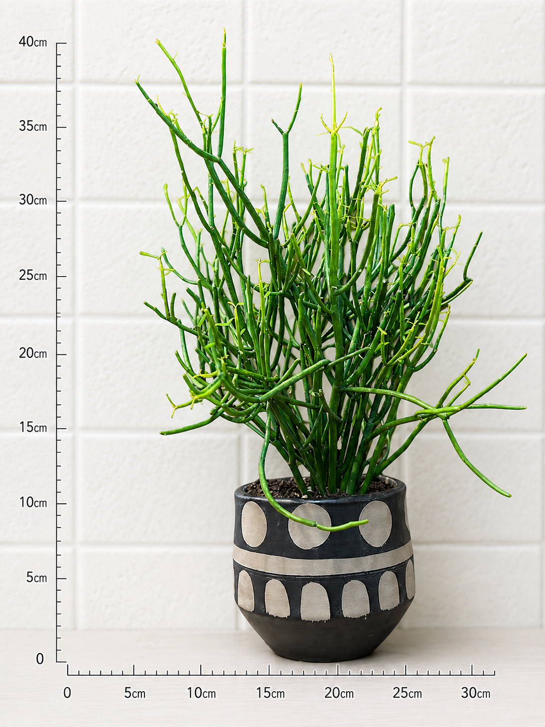 ミルクブッシュの鉢植え