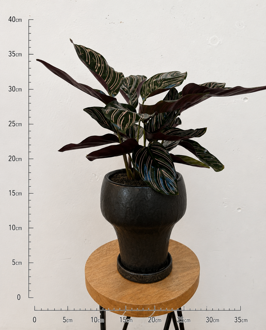 カラテア サンデリアーナの鉢植え