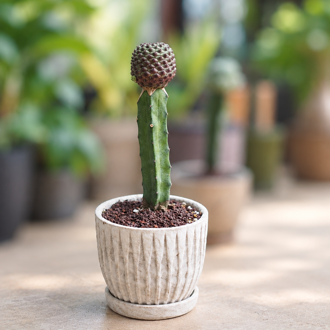 ビザールプランツ鉢植え