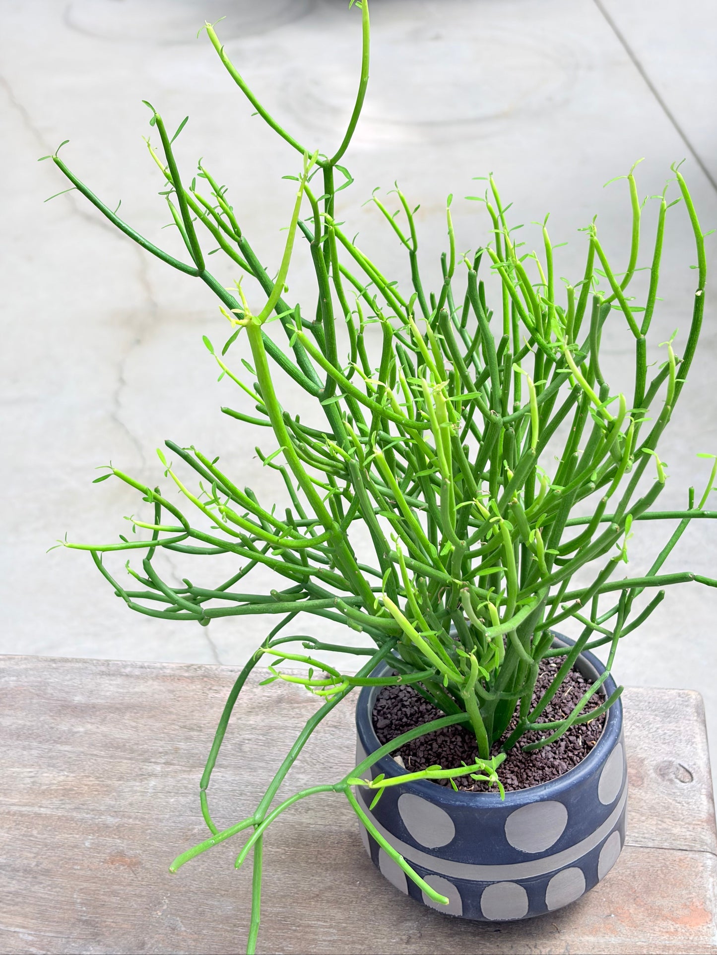 ミルクブッシュの鉢植え