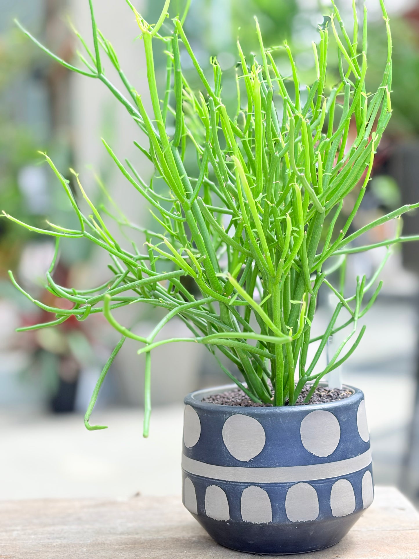 ミルクブッシュの鉢植え