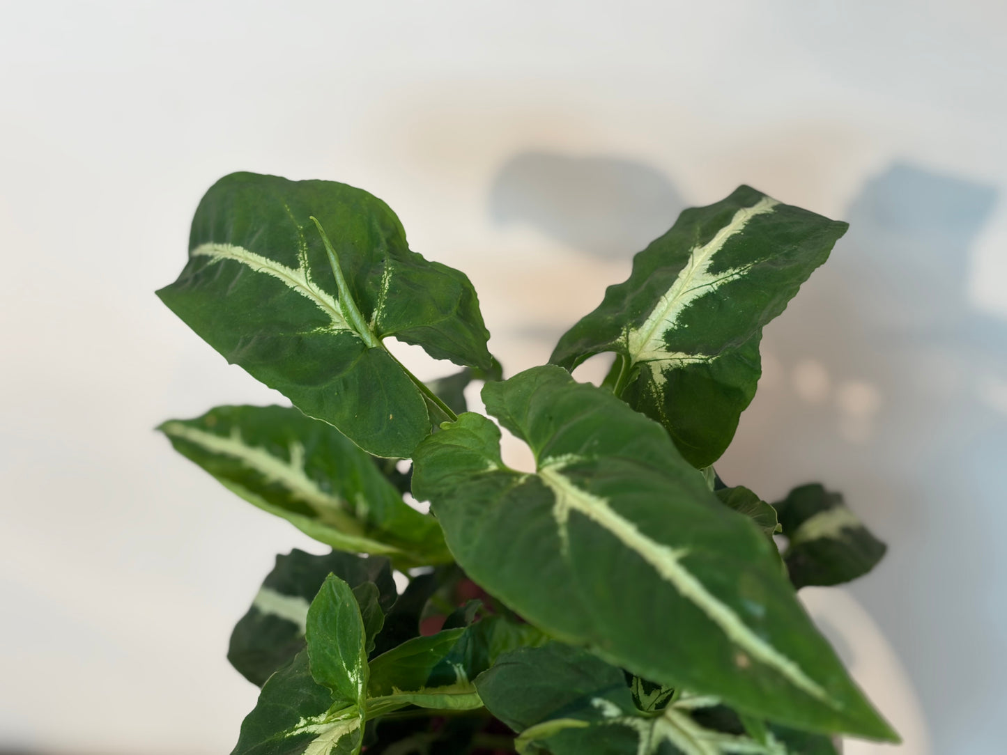 シンゴニウム・ブラックベルベットの鉢植え