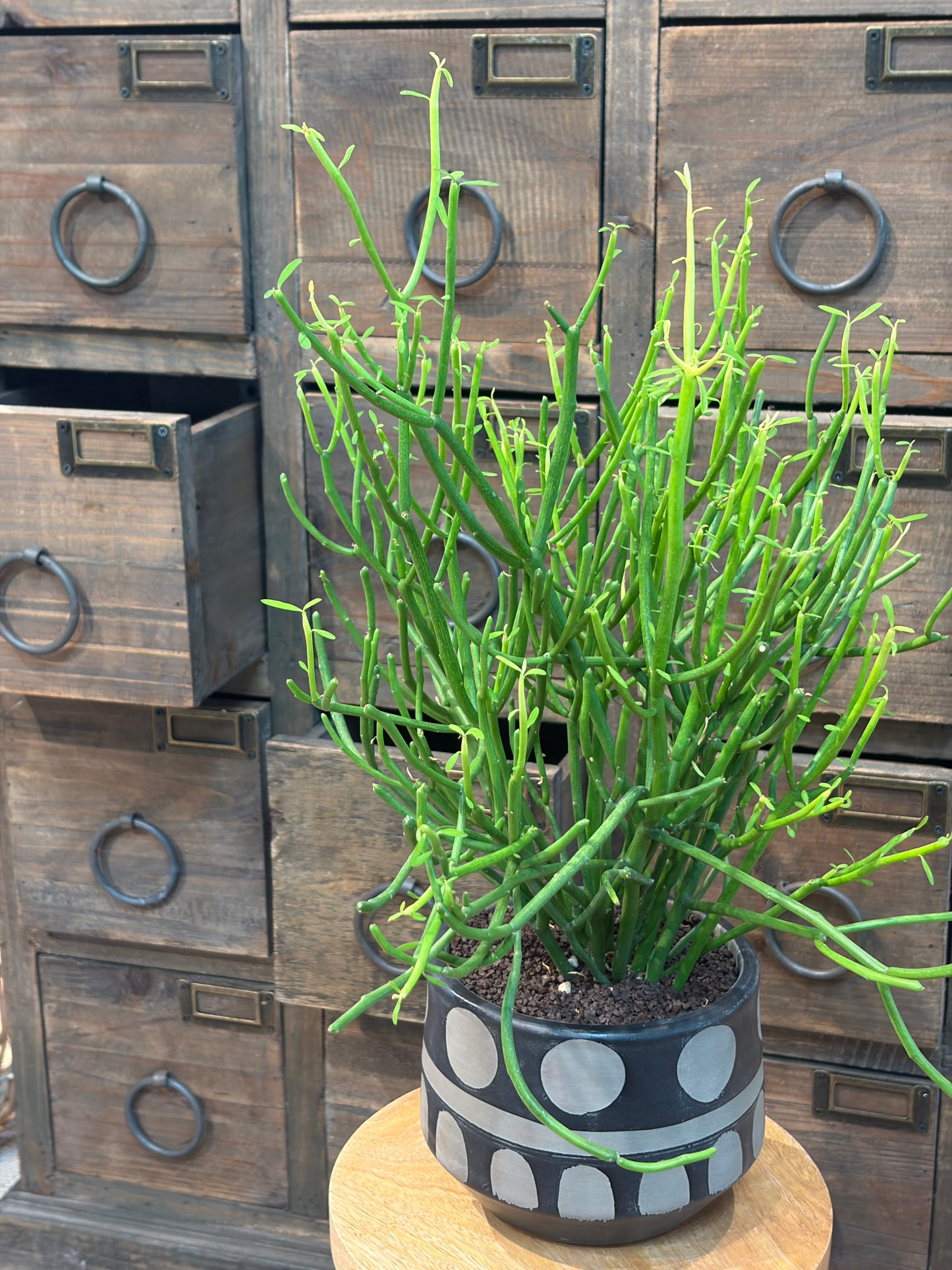 ミルクブッシュの鉢植え