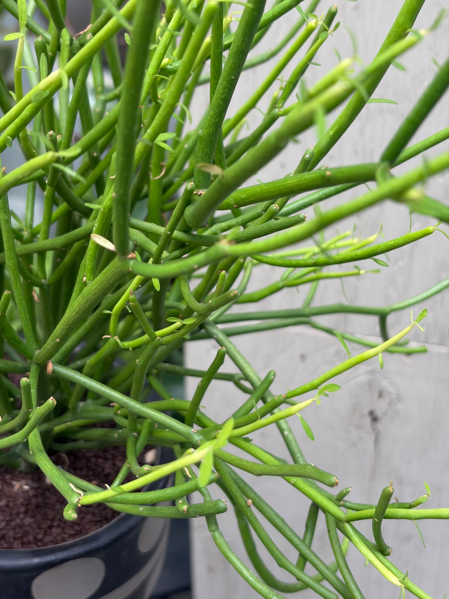 ミルクブッシュの鉢植え