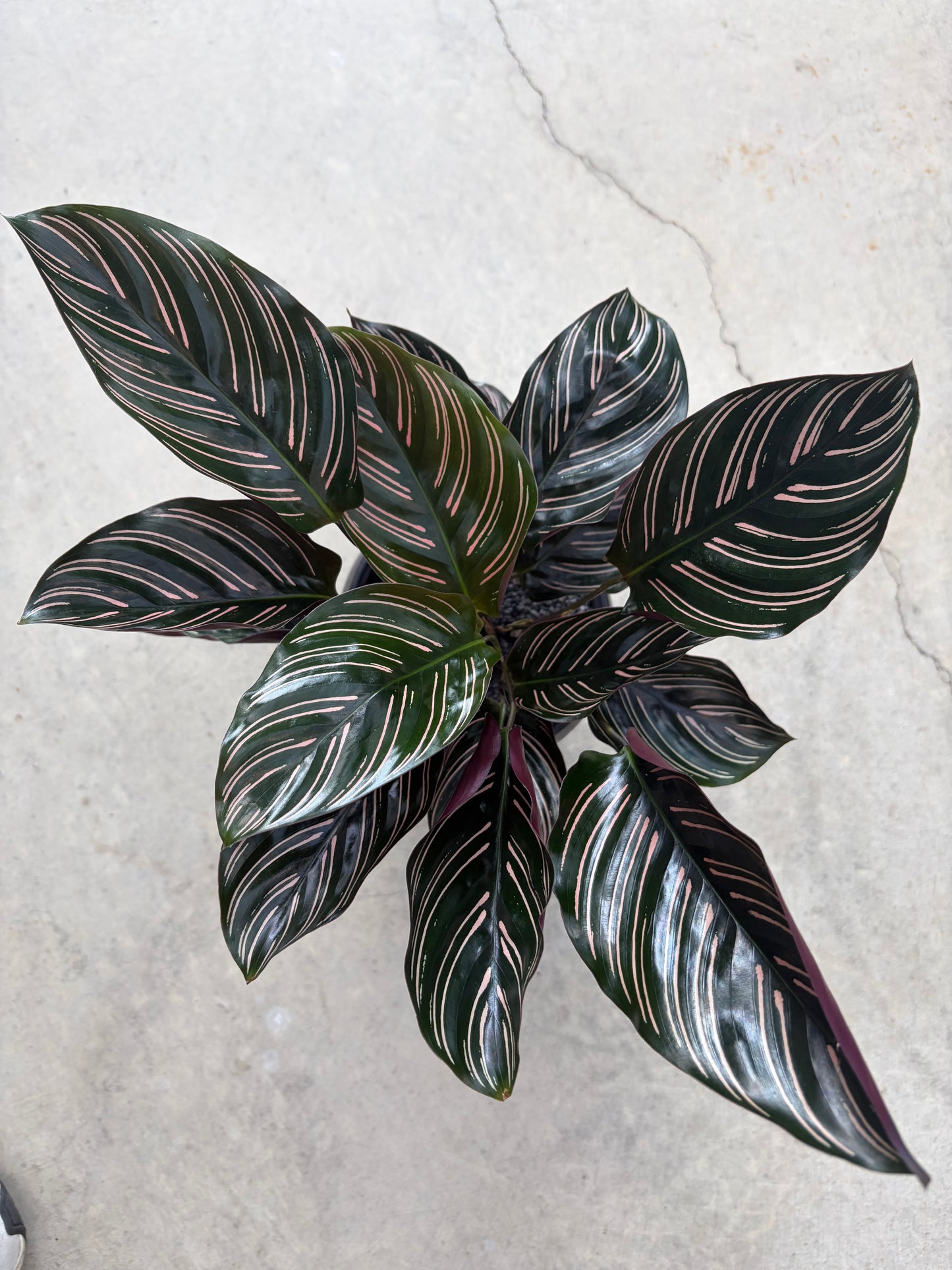 カラテア サンデリアーナの鉢植え