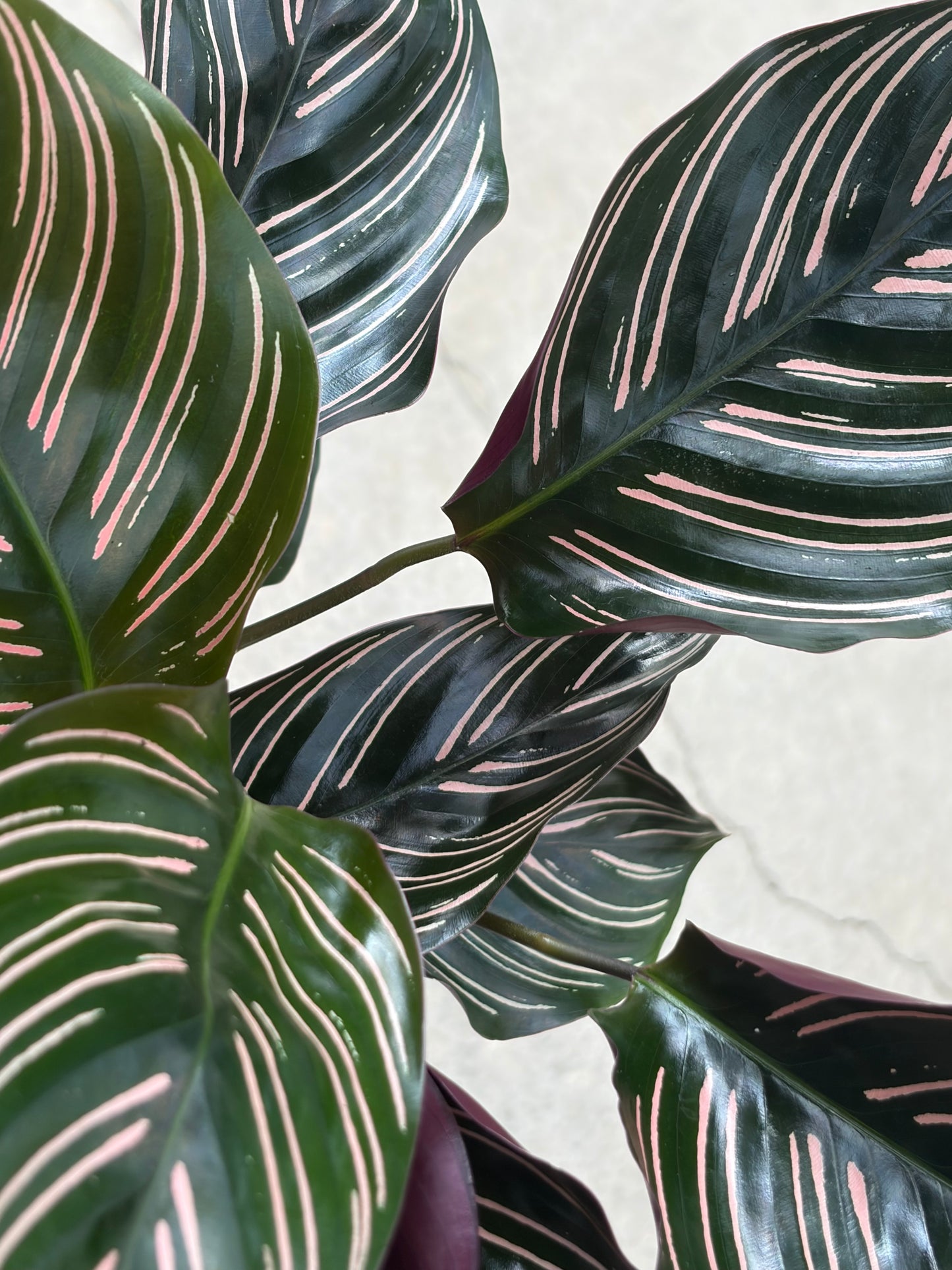 カラテア サンデリアーナの鉢植え