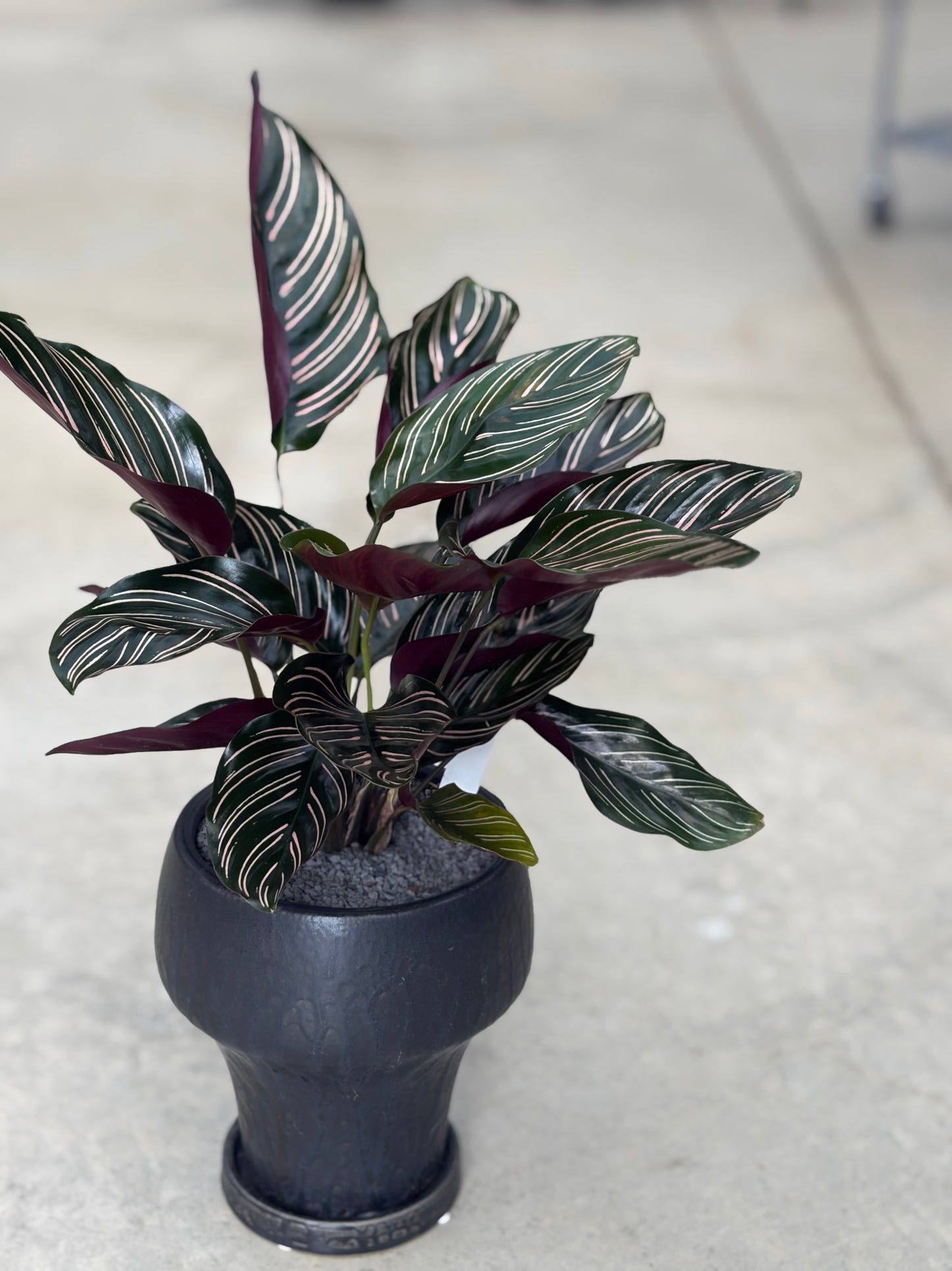 カラテア サンデリアーナの鉢植え