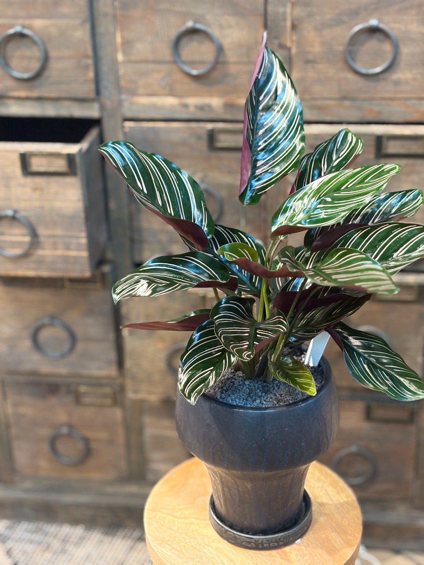 カラテア サンデリアーナの鉢植え