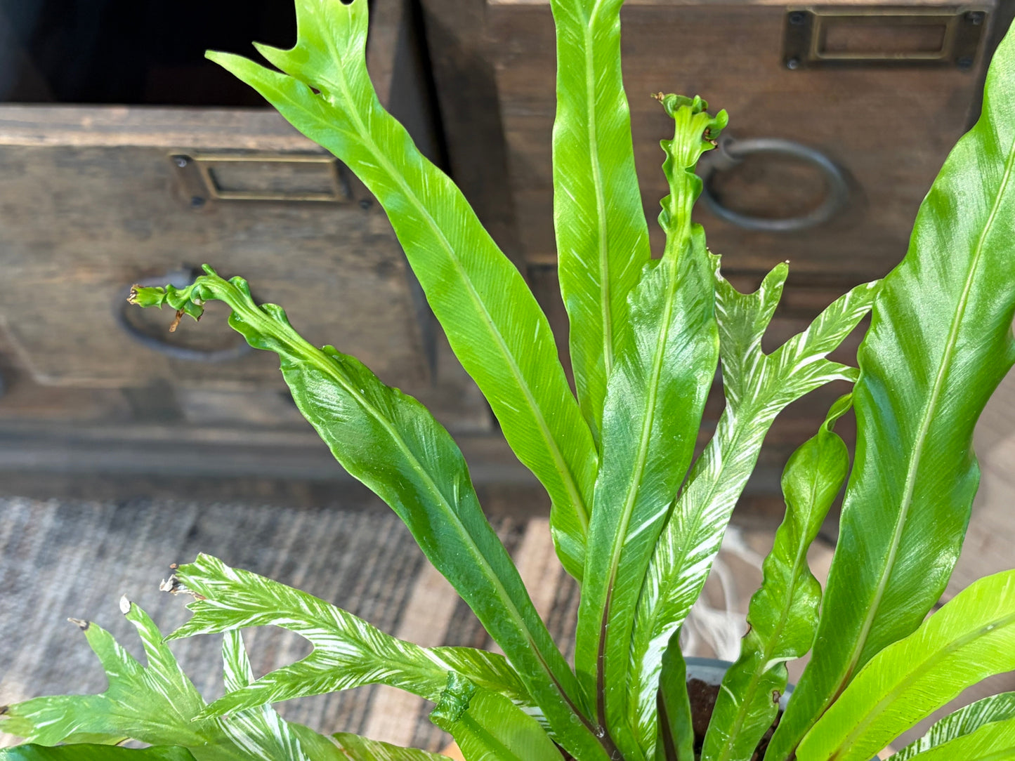 アスプレニウム鉢植え(メルト)