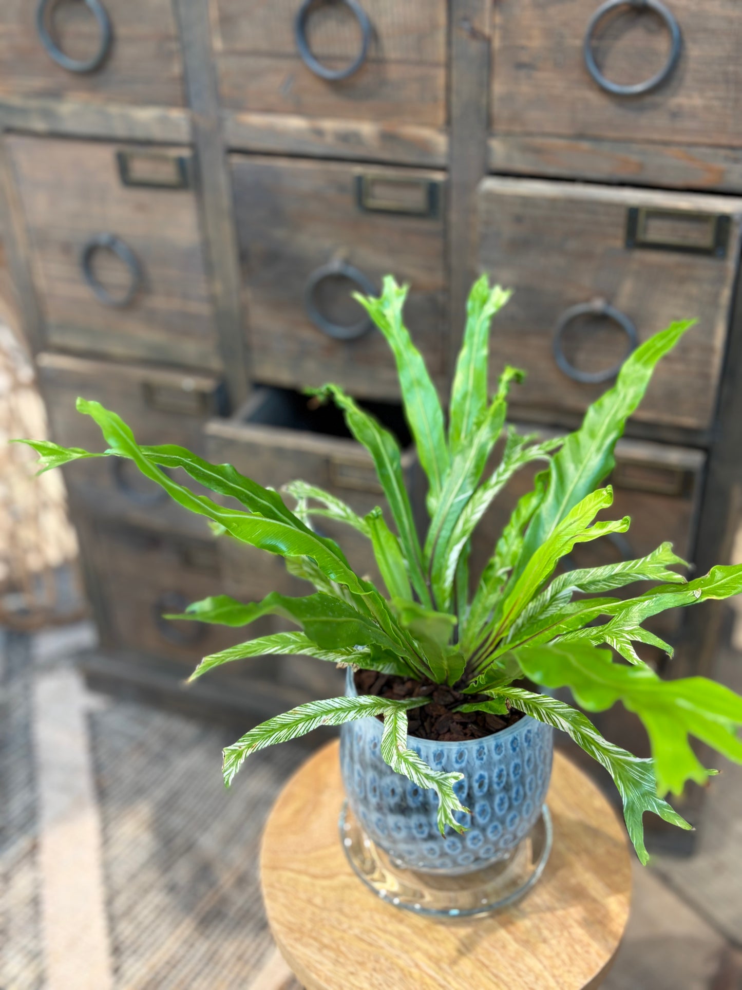 アスプレニウム鉢植え(メルト)
