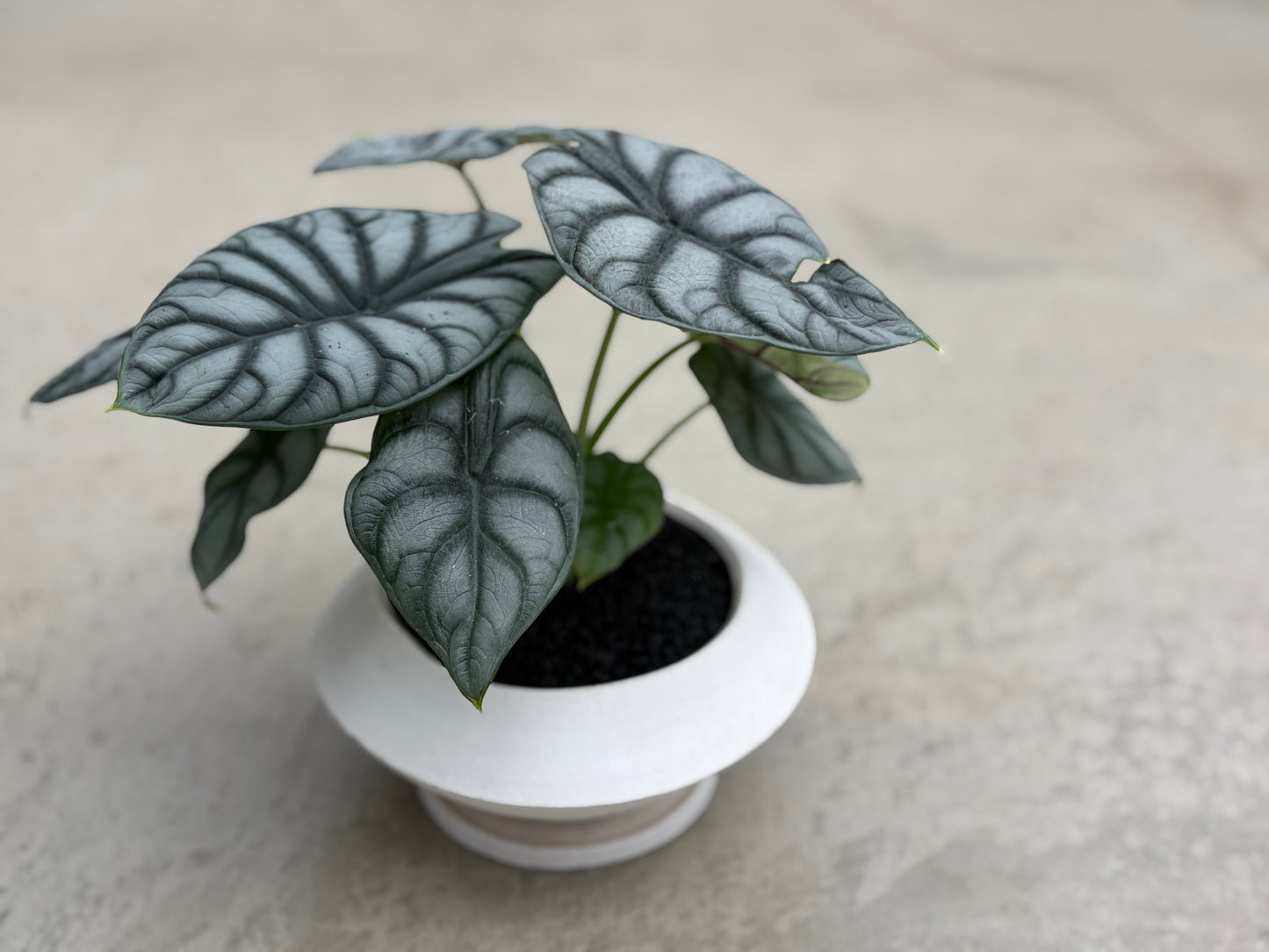 アロカシア・シルバードラゴンの鉢植え
