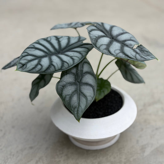 アロカシア・シルバードラゴンの鉢植え