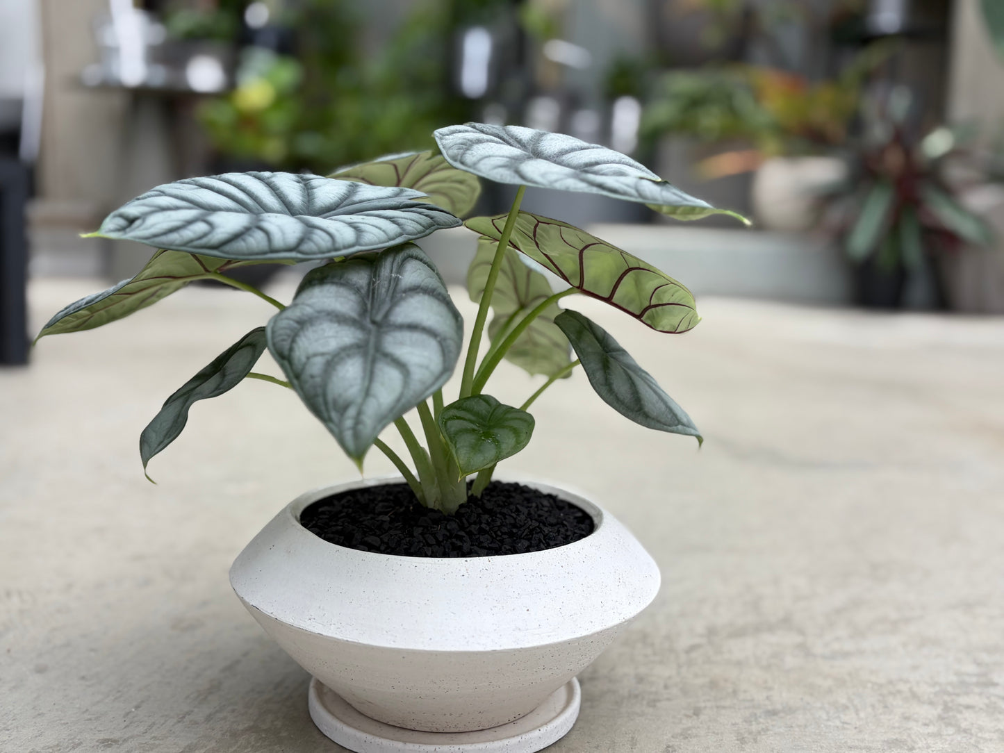 アロカシア・シルバードラゴンの鉢植え