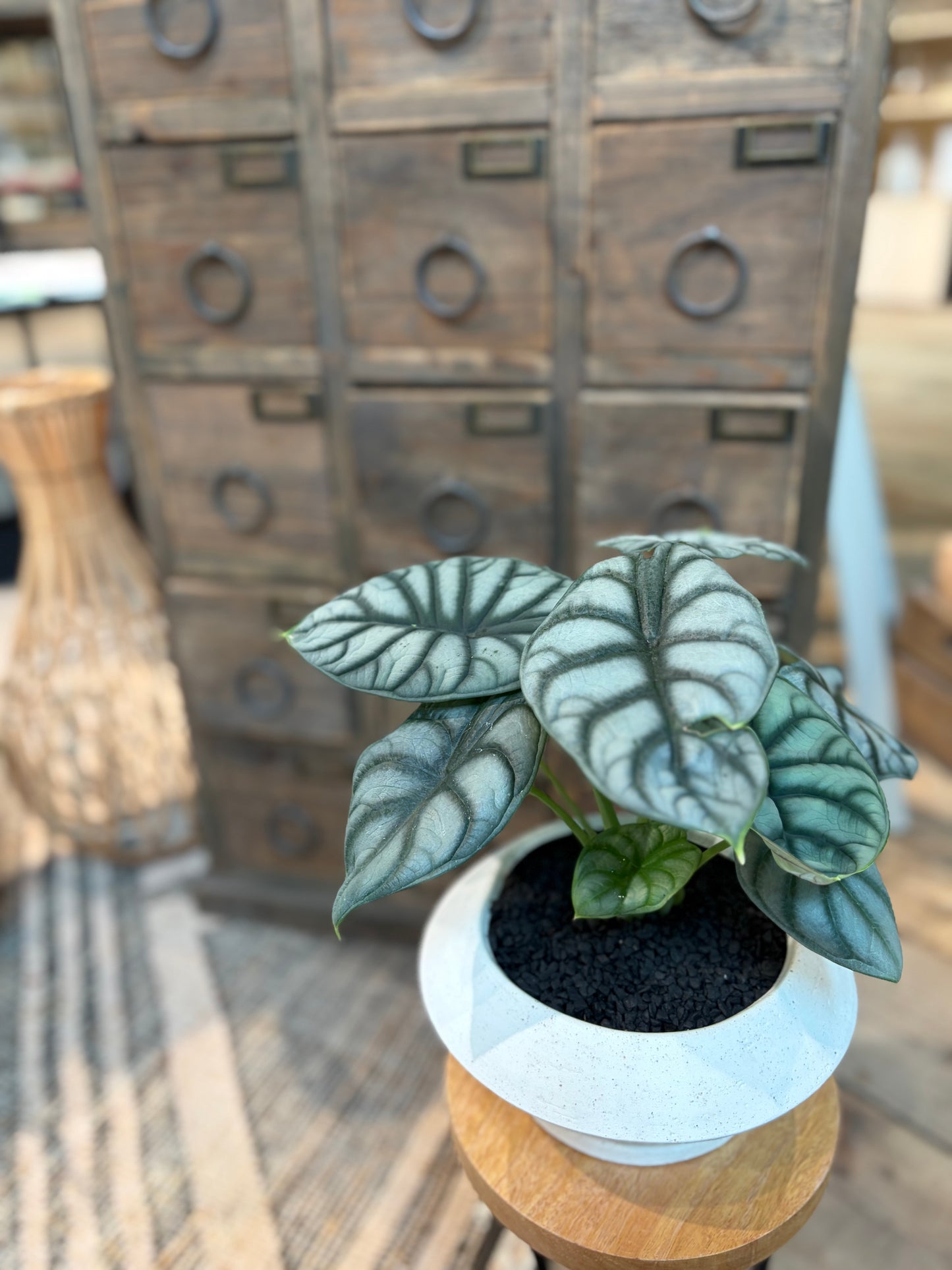 アロカシア・シルバードラゴンの鉢植え