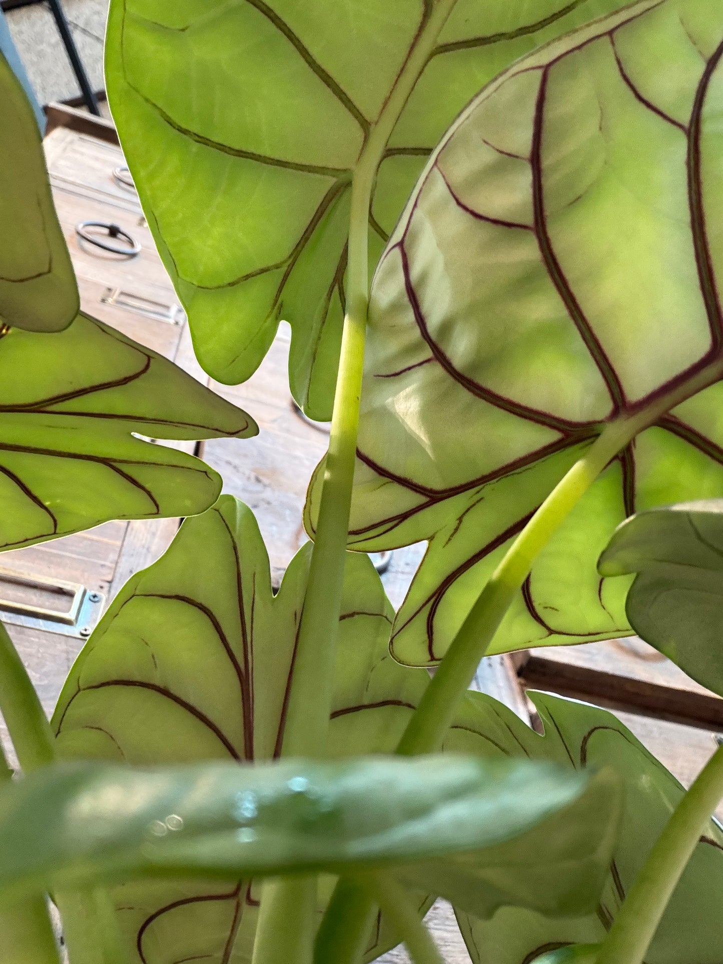 アロカシア・シルバードラゴンの鉢植え