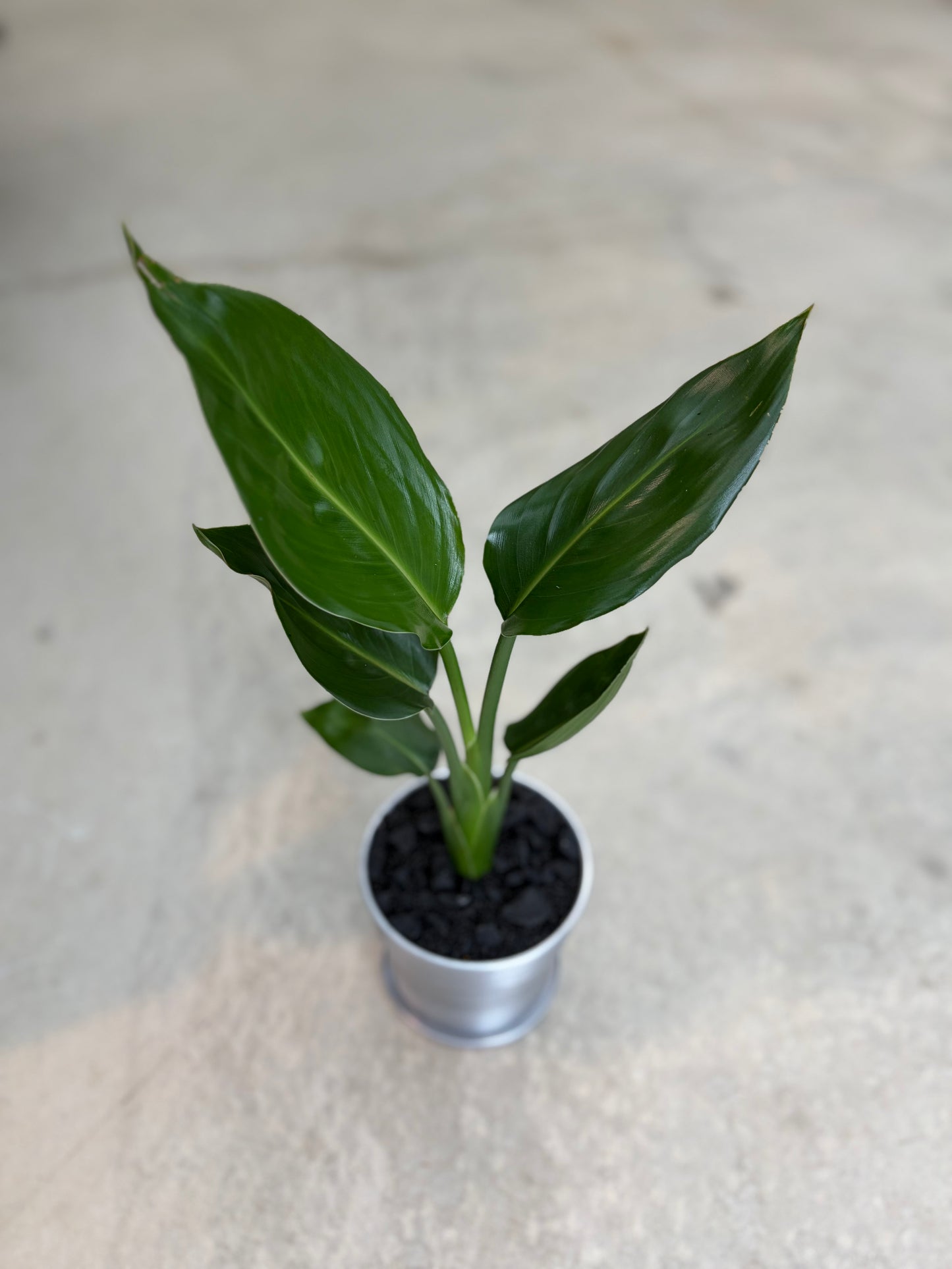 ストレリチア・レギネの鉢植え