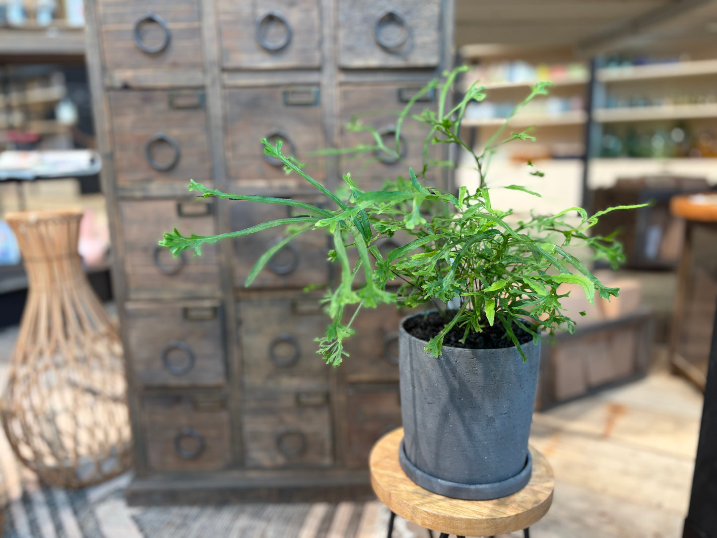 プテリスローゥェリーの鉢植え