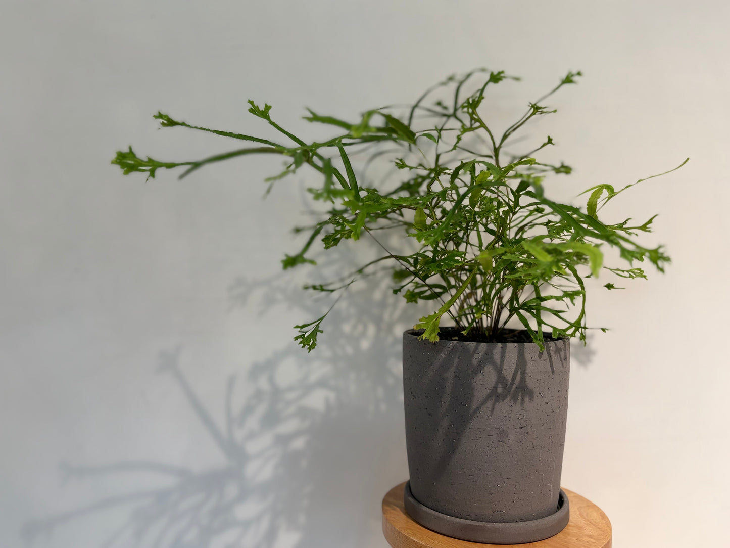プテリスローゥェリーの鉢植え
